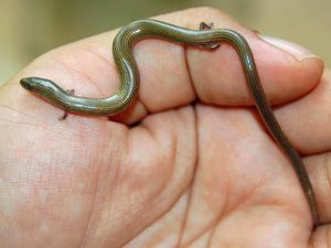 Ular Berkaki, Dari Mitos Sampai Fakta Ilmiah Ular Berkaki, Dari Mitos Sampai Fakta Ilmiah