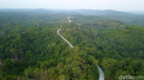 Penampakan Hutan Penajam yang Bakal Jadi Ibu Kota Baru