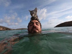 Gracie, Si Kucing Imut yang Suka Laut