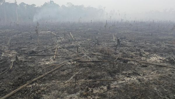 Kasihan! Taman Nasional Sebangau Kering Kerontang