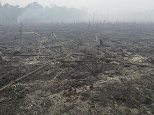 Kasihan! Taman Nasional Sebangau Kering Kerontang Kasihan! Taman Nasional Sebangau Kering Kerontang