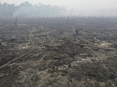 Kasihan! Taman Nasional Sebangau Kering Kerontang