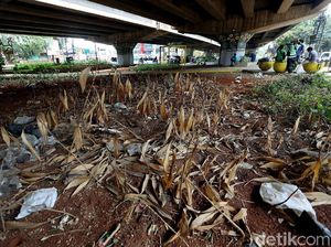 Pemkot Bekasi Bisa Bangun Taman, Tapi Kok Nggak Dirawat?