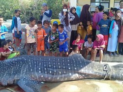 Nelayan Temukan Hiu Mati di Perairan Cirebon