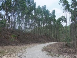 Istana di Ibu Kota Nusantara Dibangun di Hutan Industri, Ini Lokasinya