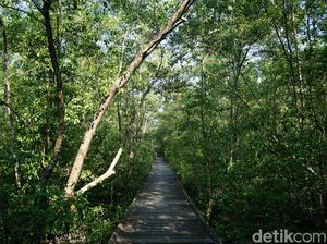 Oase Hijau di Ibu Kota Baru Oase Hijau di Ibu Kota Baru