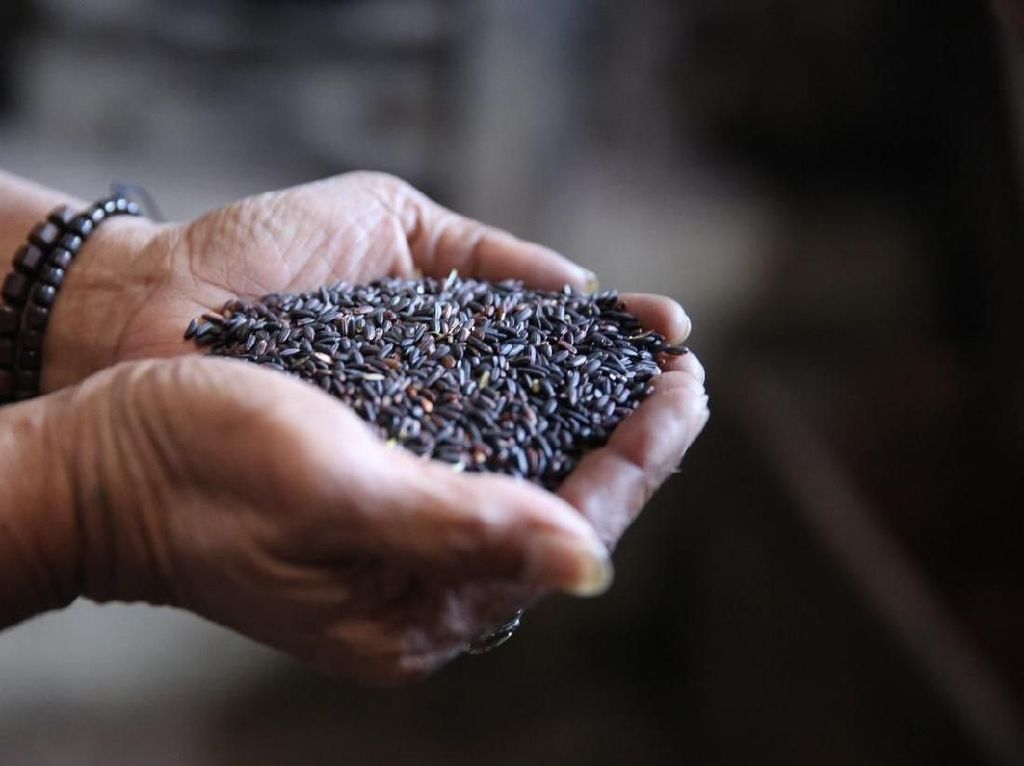5 Manfaat Beras Ketan Hitam yang Jarang Diketahui 5 Manfaat Beras Ketan Hitam yang Jarang Diketahui