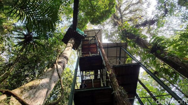 Foto Kanopi di Atap Hutan, Hanya 3 Jam dari Jakarta