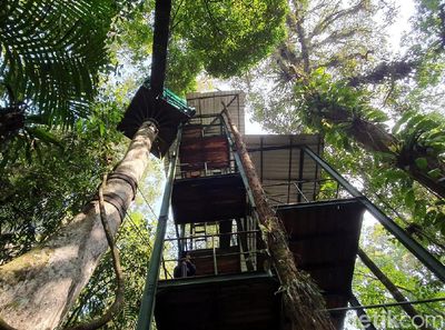 Foto Kanopi di Atap Hutan, Hanya 3 Jam dari Jakarta
