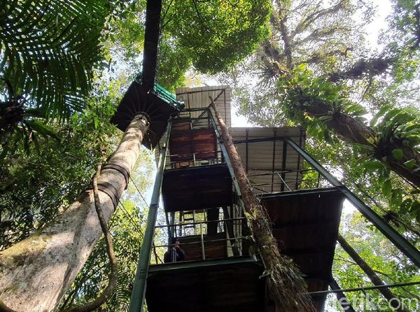 Foto Kanopi di Atap Hutan, Hanya 3 Jam dari Jakarta