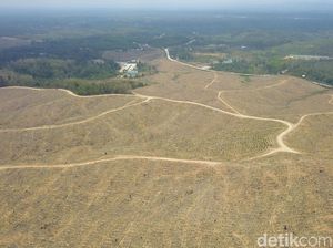 Lahan Tanoto di Ibu Kota Baru Sudah Diambil Alih? Ini Kata KLHK Lahan Tanoto di Ibu Kota Baru Sudah Diambil Alih? Ini Kata KLHK