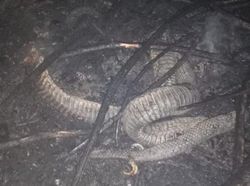 Potret Dari Dekat Ular Berkaki di Riau