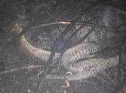 5 Fakta Ular Berkaki yang Mati Terbakar di Riau