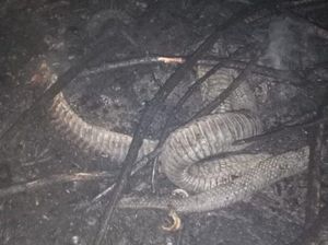 Potret Dari Dekat Ular Berkaki di Riau Potret Dari Dekat Ular Berkaki di Riau