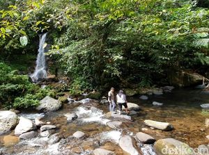 Potensi Wisata di Hutan Hujan Terluas Pulau Jawa
