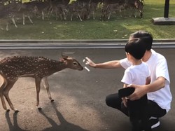 Jokowi Ngevlog Beri Makan Rusa di Istana Bogor Bareng Jan Ethes