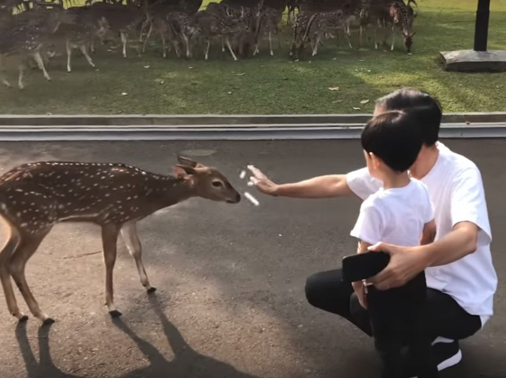 Jokowi Ngevlog Beri Makan Rusa di Istana Bogor Bareng Jan Ethes Jokowi Ngevlog Beri Makan Rusa di Istana Bogor Bareng Jan Ethes