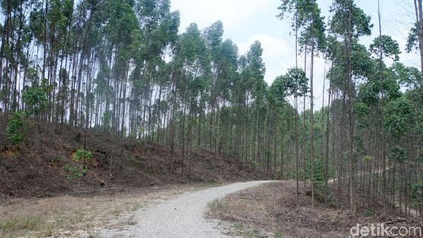 Ini Hutan Industri yang Bakal Jadi Lokasi Ibu Kota RI