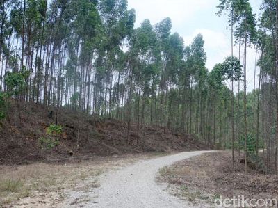 Ini Hutan Industri yang Bakal Jadi Lokasi Ibu Kota RI