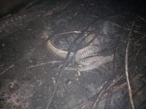 Akhir Nasib Ular Berkaki di Riau