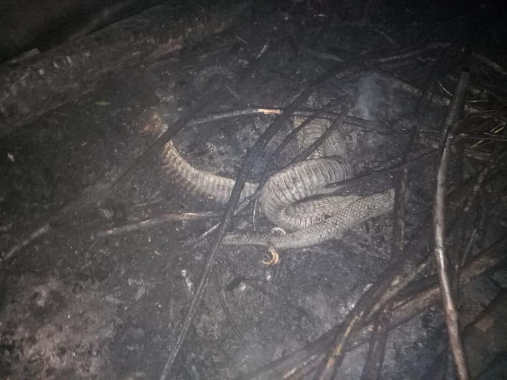 Akhir Nasib Ular Berkaki di Riau Akhir Nasib Ular Berkaki di Riau