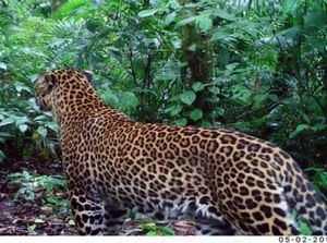 Menelusuri Jejak Macan Tutul di Halimun Salak