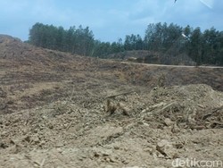 Berstatus HTI, Lahan Tanoto di Ibu Kota Baru Harus Diganti Rugi