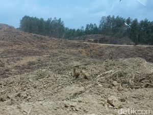 Berstatus HTI, Lahan Tanoto di Ibu Kota Baru Harus Diganti Rugi Berstatus HTI, Lahan Tanoto di Ibu Kota Baru Harus Diganti Rugi