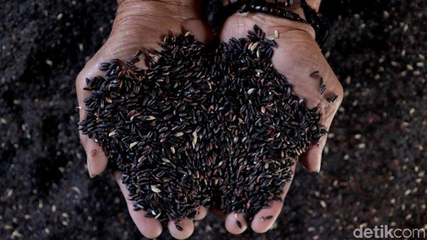 Potensi Menjanjikan Bisnis Beras Ketan Hitam di Pasar Internasional