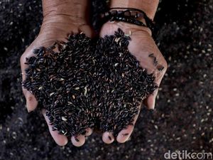 Potensi Menjanjikan Bisnis Beras Ketan Hitam di Pasar Internasional