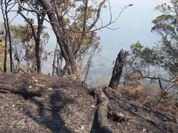 Kebakaran di Gunung Slamet Masuk Kawasan Hutan Lindung Perhutani