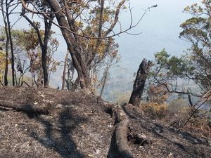 Kebakaran di Gunung Slamet Masuk Kawasan Hutan Lindung Perhutani Kebakaran di Gunung Slamet Masuk Kawasan Hutan Lindung Perhutani