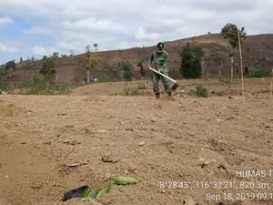 Agar Hutan di Gunung Rinjani Tak Gundul Lagi
