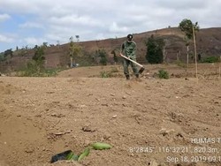 Agar Hutan di Gunung Rinjani Tak Gundul Lagi