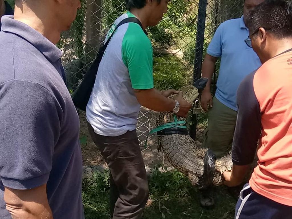 BKSDA Terima Penyerahan Buaya Muara Peliharaan Warga di Bali BKSDA Terima Penyerahan Buaya Muara Peliharaan Warga di Bali