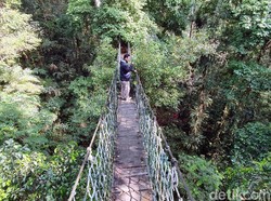 Bermain di Atap Hutan Gunung Halimun Salak