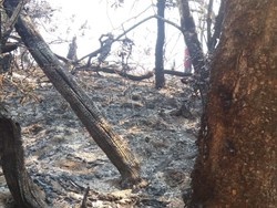 Kondisi Medan Jadi Kendala Pemadaman Kebakaran di Gunung Slamet