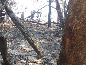 Kondisi Medan Jadi Kendala Pemadaman Kebakaran di Gunung Slamet Kondisi Medan Jadi Kendala Pemadaman Kebakaran di Gunung Slamet