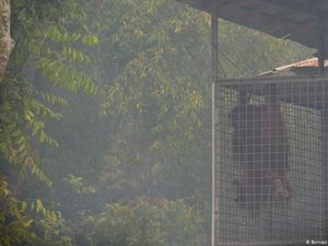 Kasihan! Orang Utan Kalimantan dalam Bekapan Asap