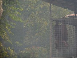 Kasihan! Orang Utan Kalimantan dalam Bekapan Asap
