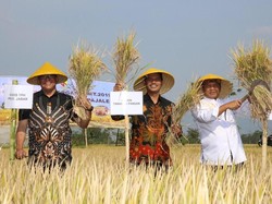 Jabar Didorong Jadi Penghasil Beras Organik Terbesar RI