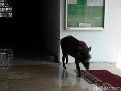 Babi Hutan Masuk Masjid, Ibu-ibu Pengajian Teriak dan Istigfar