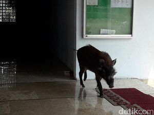 Babi Hutan Masuk Masjid, Ibu-ibu Pengajian Teriak dan Istigfar Babi Hutan Masuk Masjid, Ibu-ibu Pengajian Teriak dan Istigfar