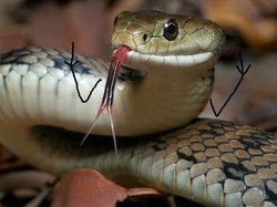 Duh! Berdarah-darah, Rapper Lil Pump Digigit Ular saat Syuting Klip