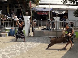 Heboh Babi Masuk Masjid: Ibu-ibu Teriak, Si Babi Mati Ditembak