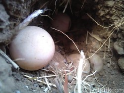 Populasi Bulus di Ponorogo Terus Turun Karena Telurnya Sering Dicuri