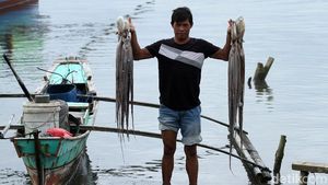 Tak Hanya Lobster, Simeulue Juga Penghasil Gurita