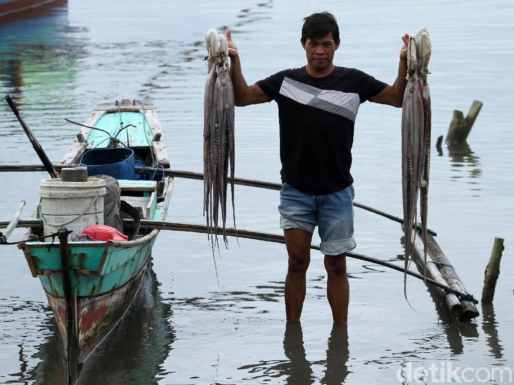 Tak Hanya Lobster, Simeulue Juga Penghasil Gurita Tak Hanya Lobster, Simeulue Juga Penghasil Gurita