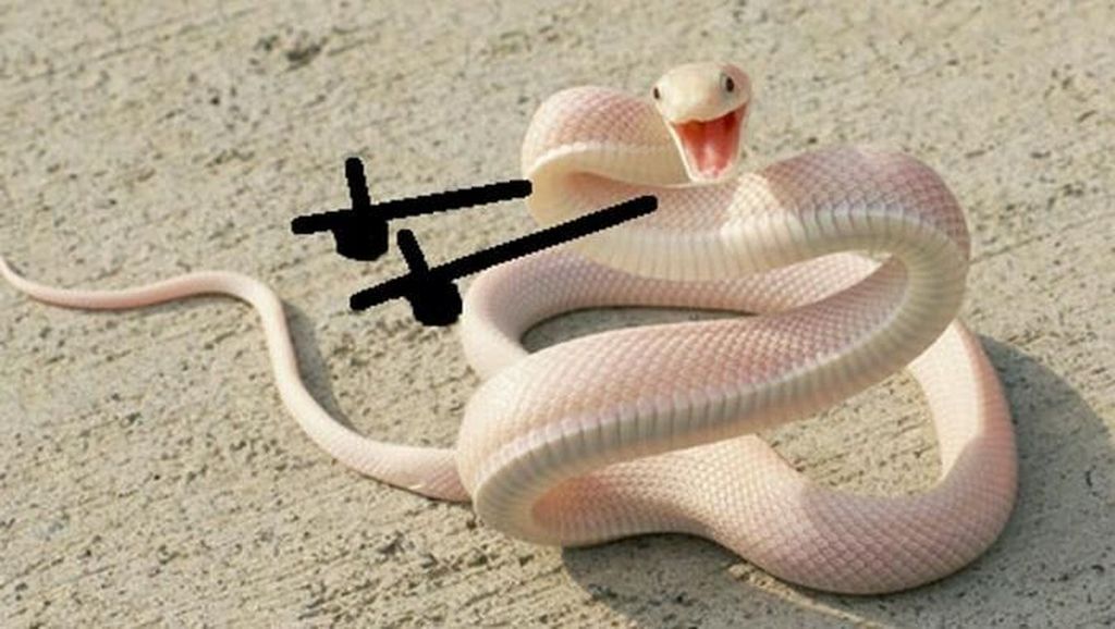 Heboh Ular Berkaki, Begini Gaya Lucu Jika Ular Punya Tangan Heboh Ular Berkaki, Begini Gaya Lucu Jika Ular Punya Tangan