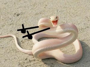 Heboh Ular Berkaki, Begini Gaya Lucu Jika Ular Punya Tangan Heboh Ular Berkaki, Begini Gaya Lucu Jika Ular Punya Tangan